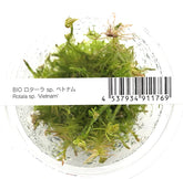 ADA 越南百葉 Rotala sp. 'Vietnam' IC025